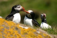 Puffins © Jennie Williams